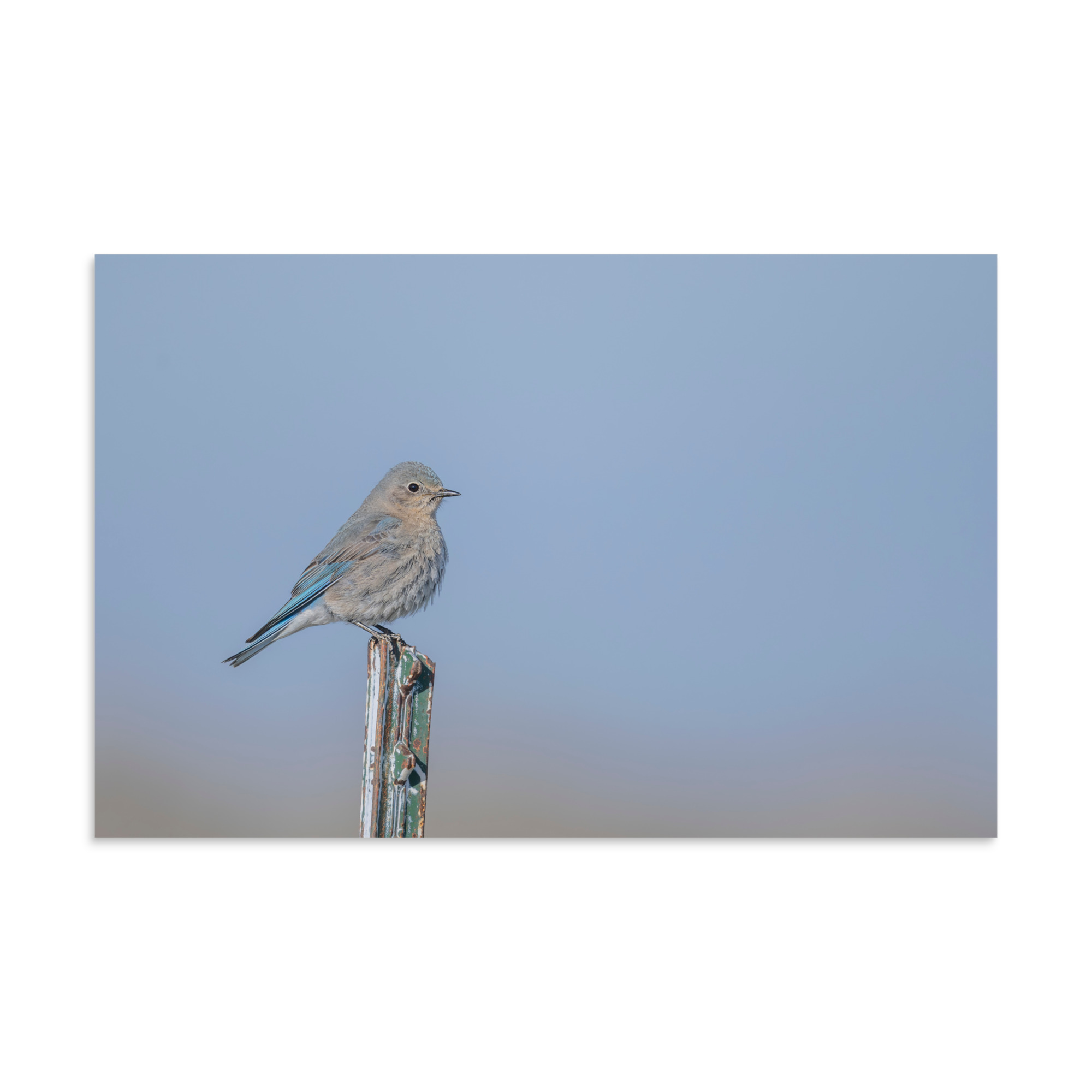Female Mountain Bluebird! Photo paper poster - Image 6