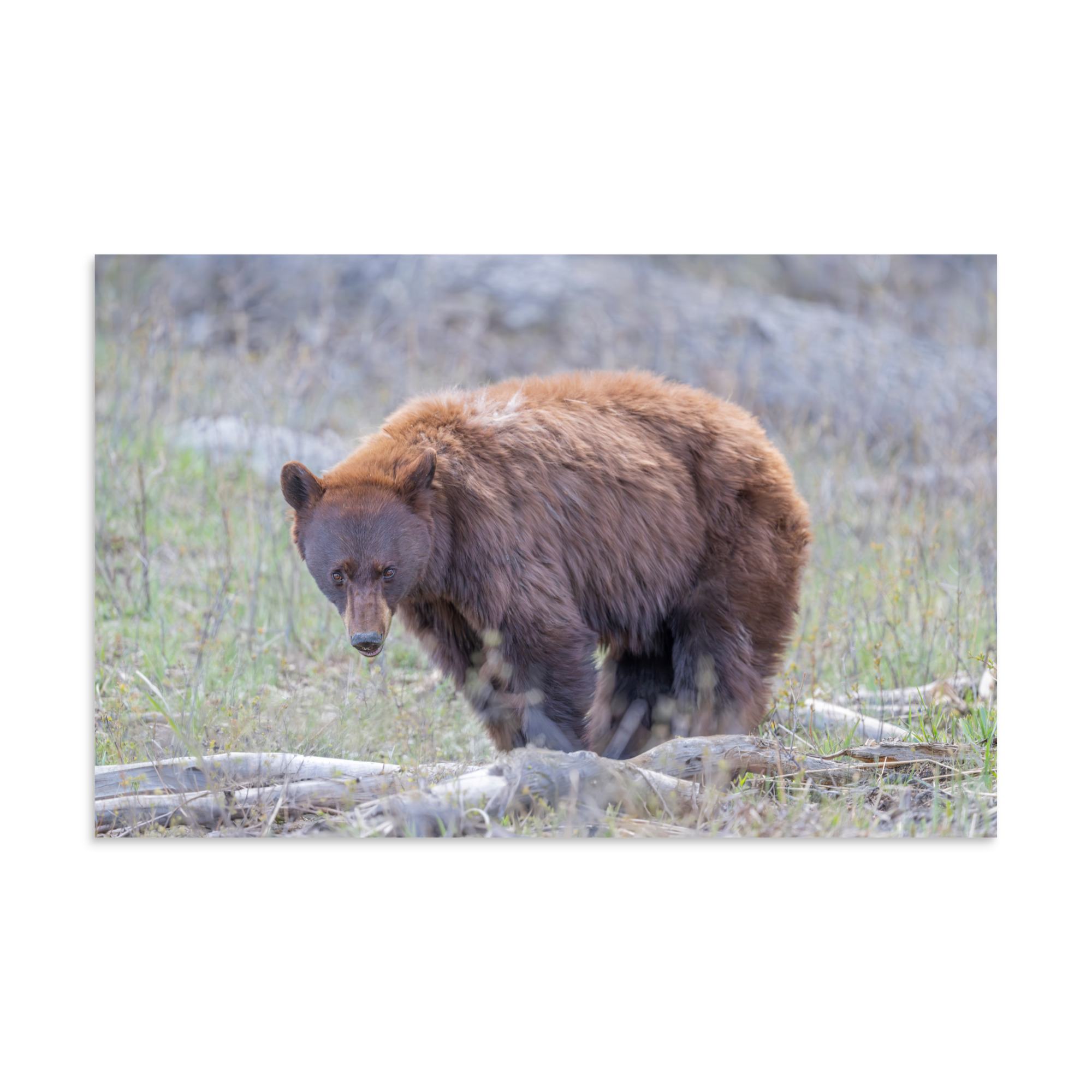 Cinnamon bear! Photo paper poster - Image 6