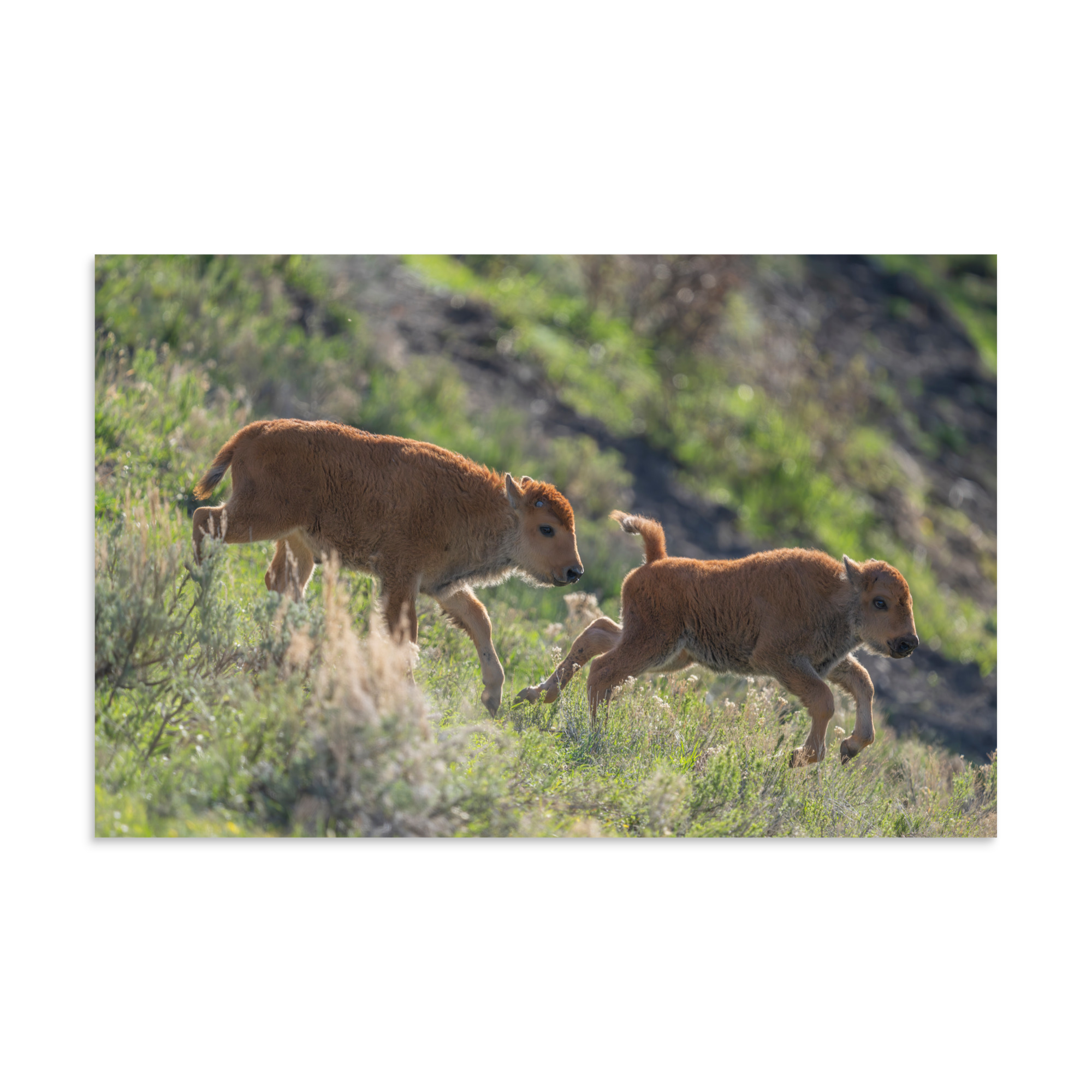 Red Dogs! Photo paper poster - Image 2