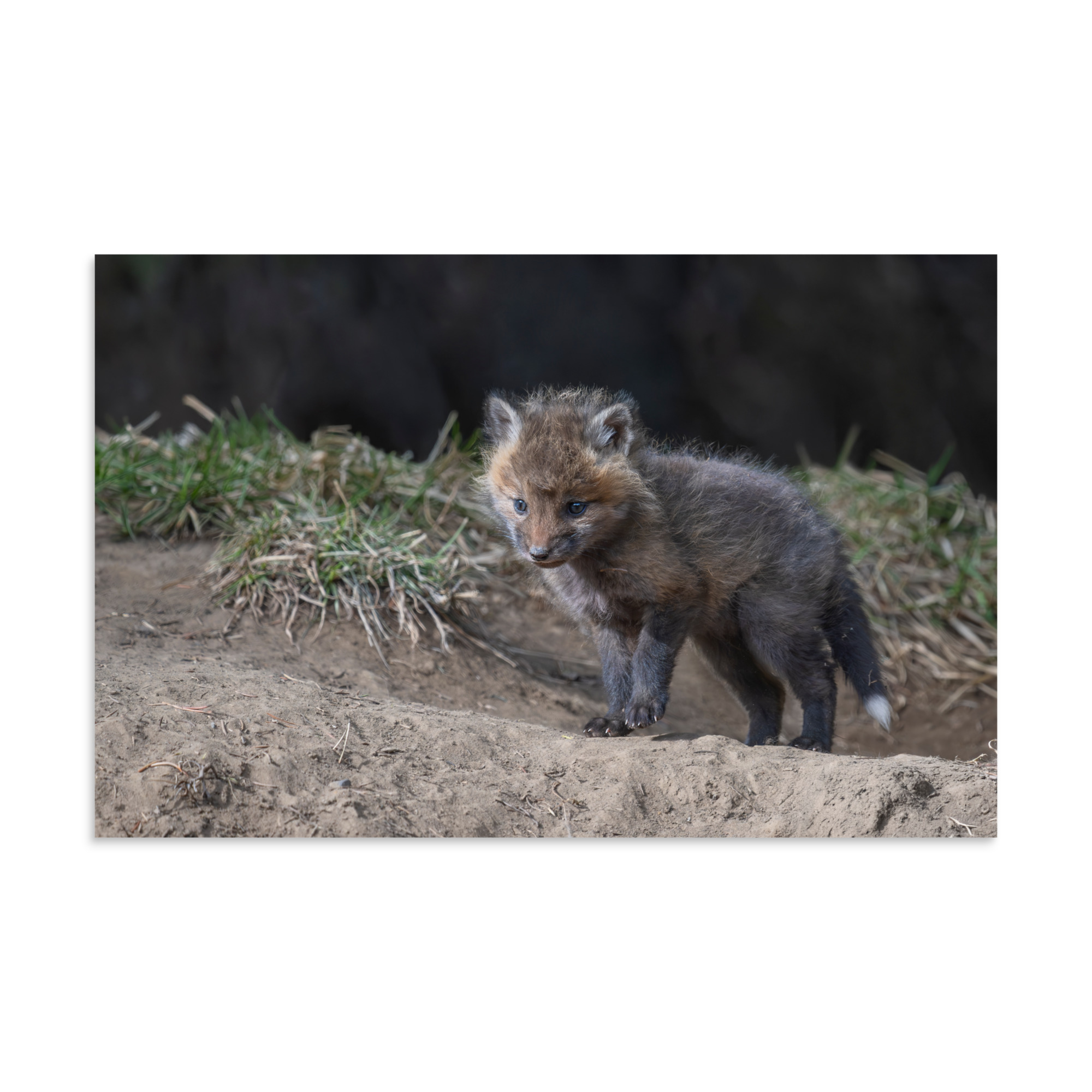 Curious Fox Cub! Photo paper poster - Image 6