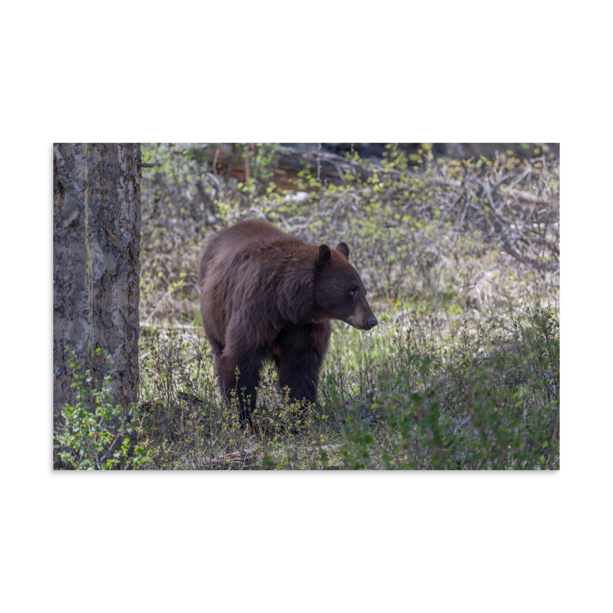 Cinnamon bear! Photo paper poster - Image 7