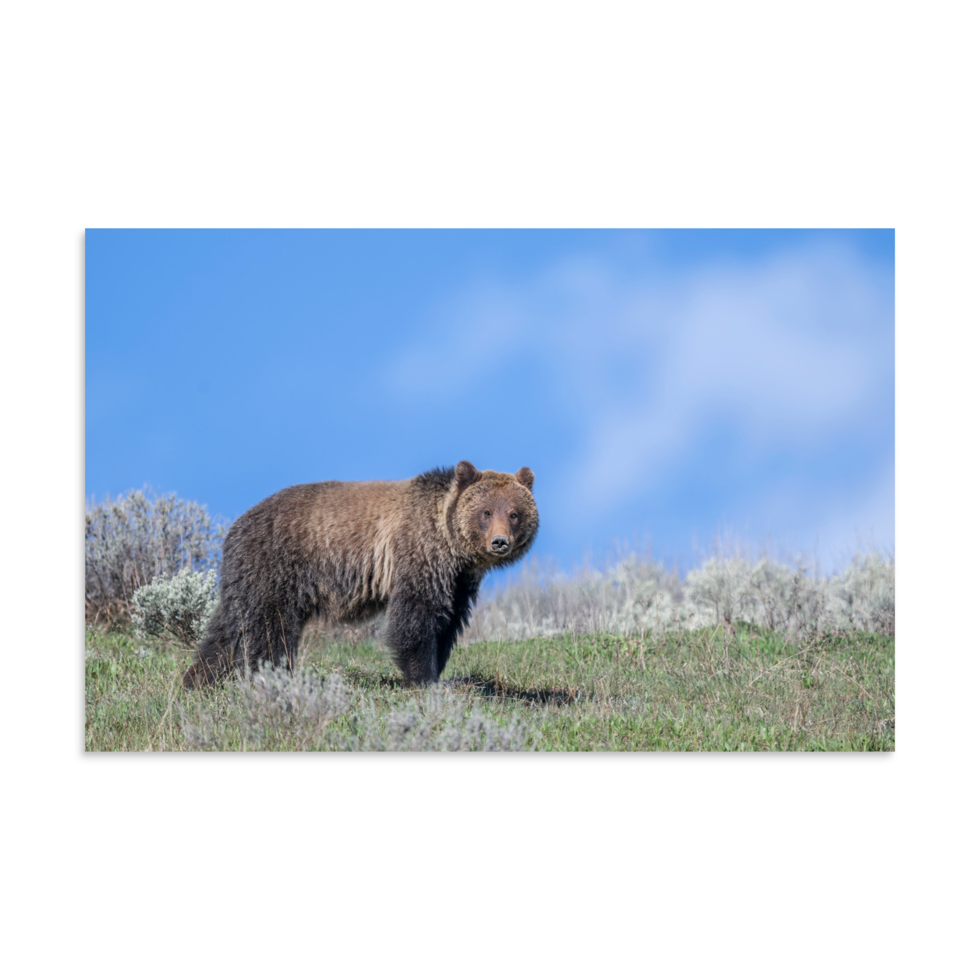 Gentle Brown Eyes in a Blue Sky! Photo paper poster - Image 7