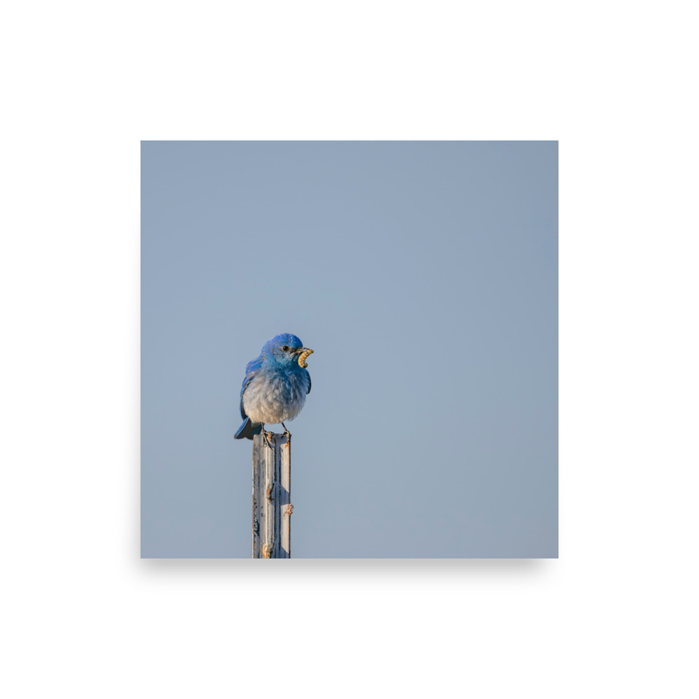 Mountain Blue Bird with food! Photo paper poster - Image 7