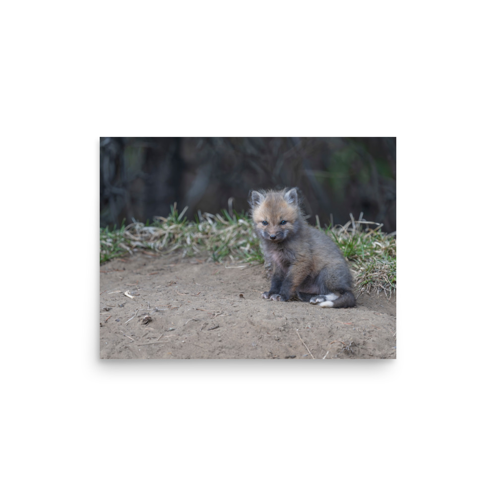 Baby Fox! Photo paper poster - Image 8