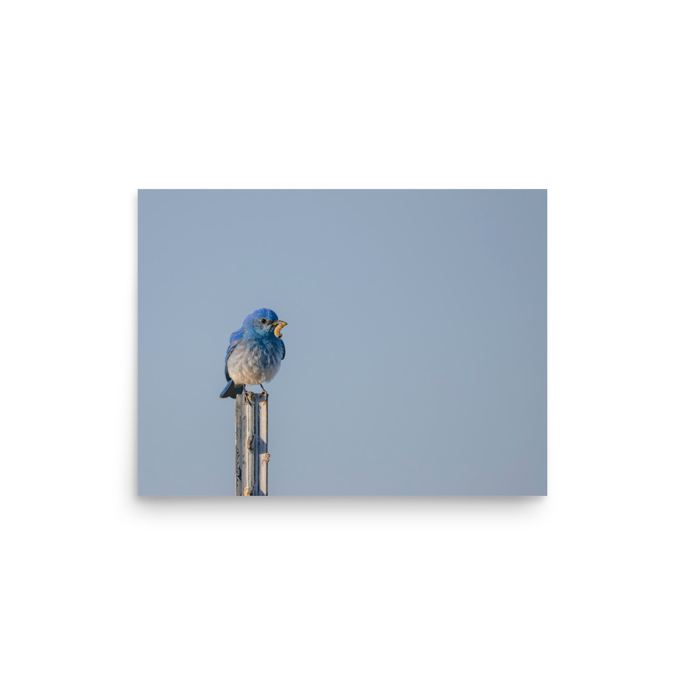 Mountain Blue Bird with food! Photo paper poster - Image 8