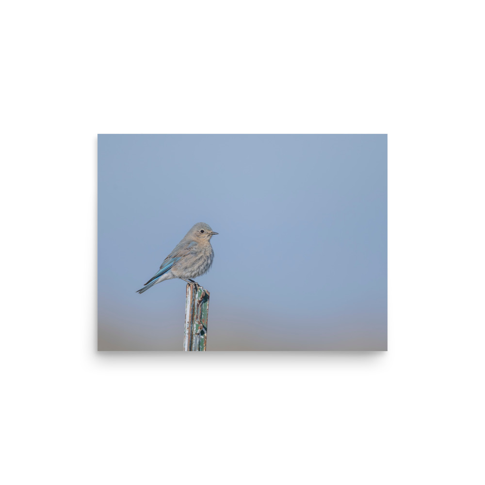 Female Mountain Bluebird! Photo paper poster - Image 8