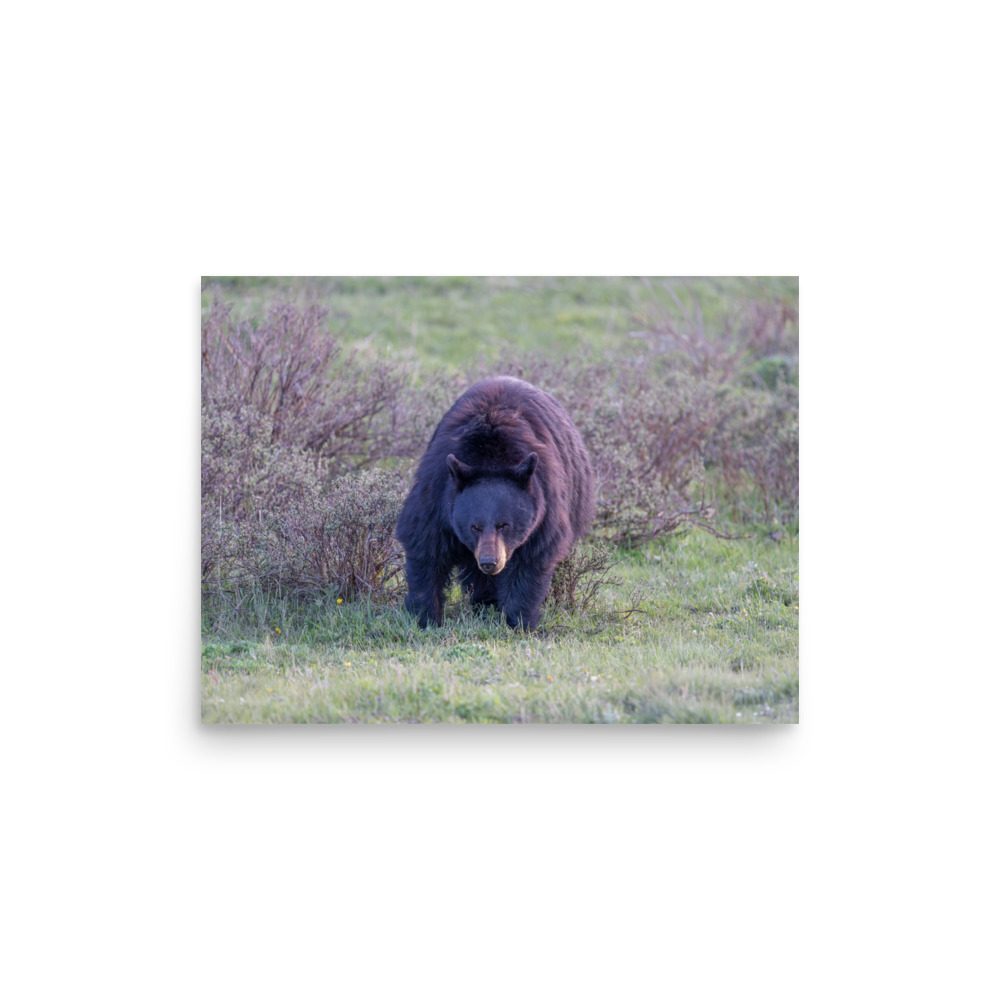 American black bear! Photo paper poster - Image 8