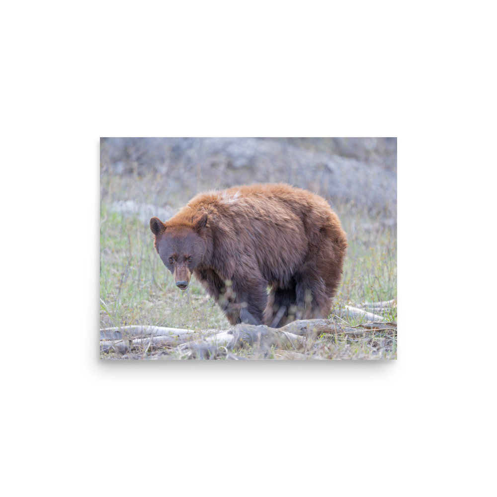 Cinnamon bear! Photo paper poster - Image 7