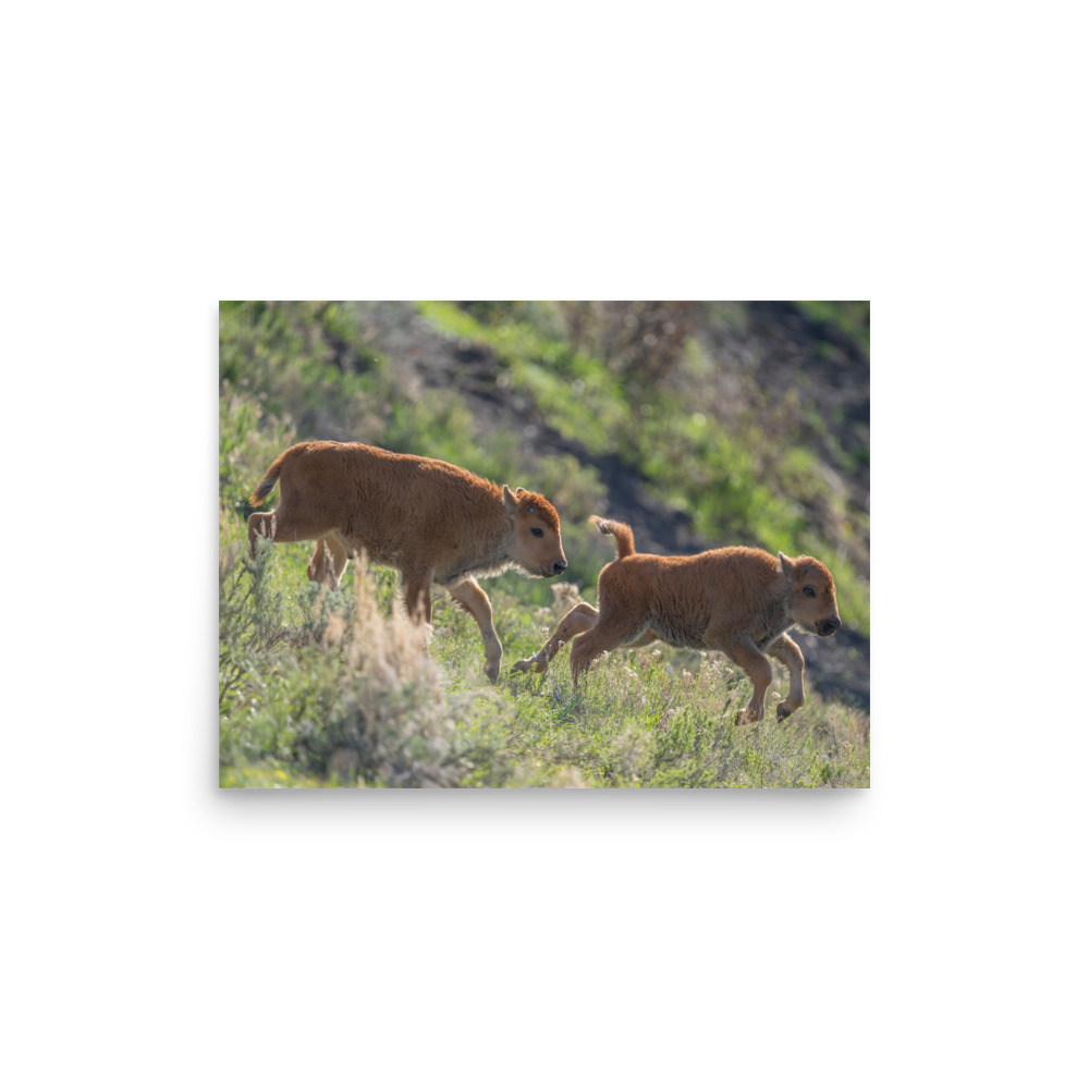 Red Dogs! Photo paper poster - Image 3
