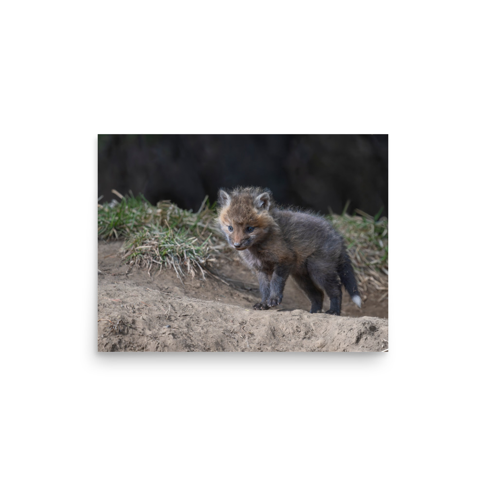 Curious Fox Cub! Photo paper poster