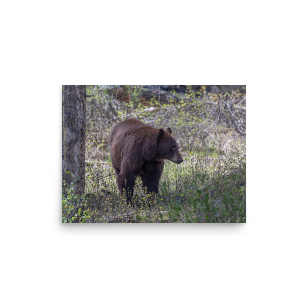 Cinnamon bear! Photo paper poster - Image 9