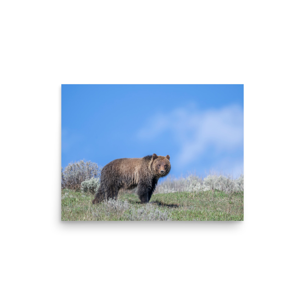 Gentle Brown Eyes in a Blue Sky! Photo paper poster - Image 9