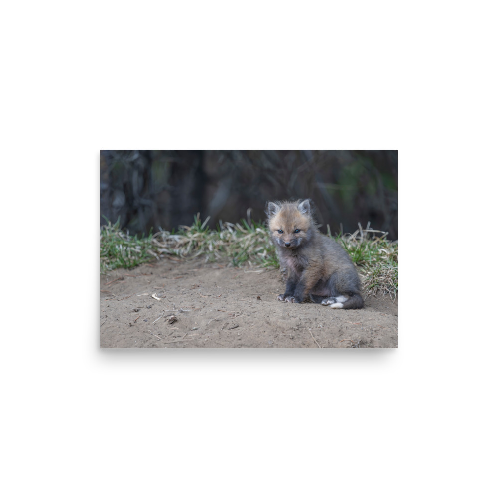 Baby Fox! Photo paper poster - Image 9