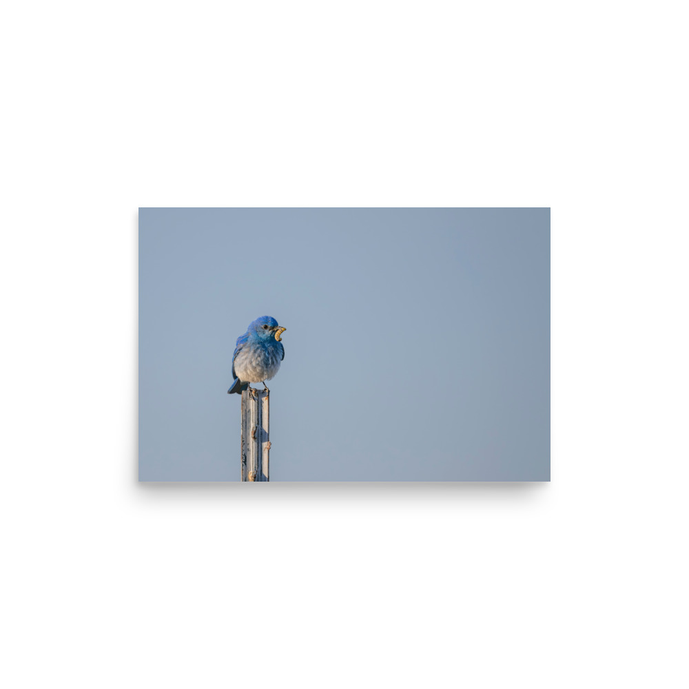 Mountain Blue Bird with food! Photo paper poster