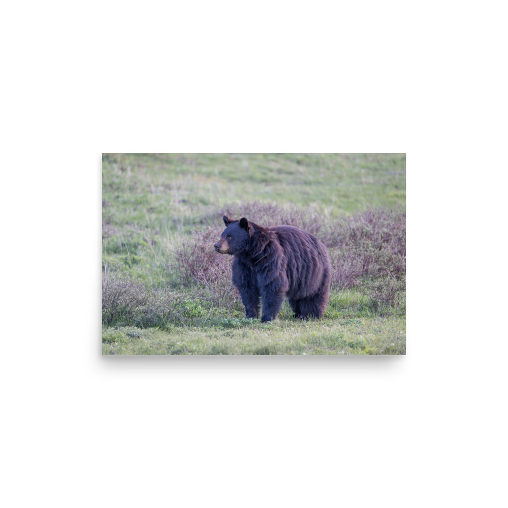 American black bear! Photo paper poster - Image 9