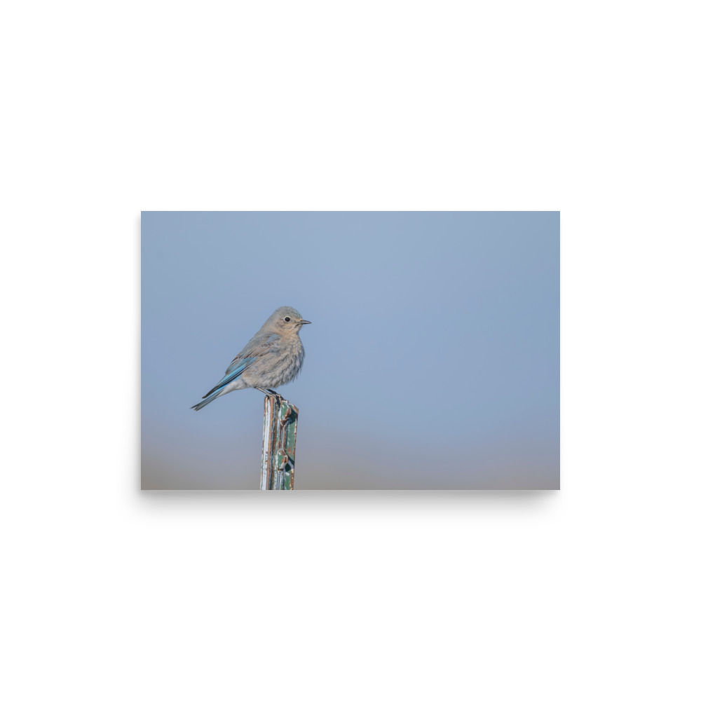 Female Mountain Bluebird! Photo paper poster - Image 9