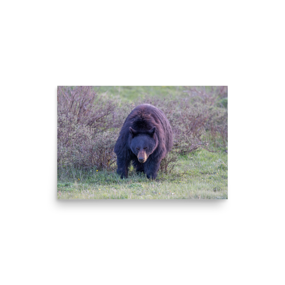 American black bear! Photo paper poster - Image 9