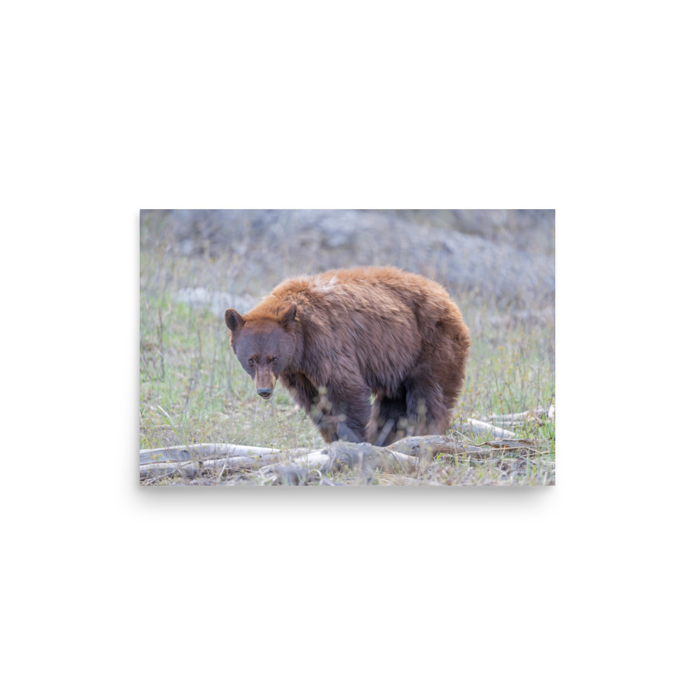 Cinnamon bear! Photo paper poster - Image 8
