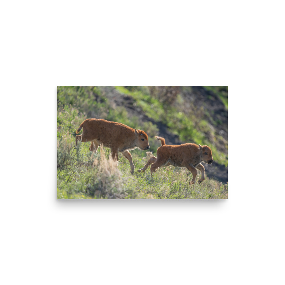 Red Dogs! Photo paper poster - Image 4