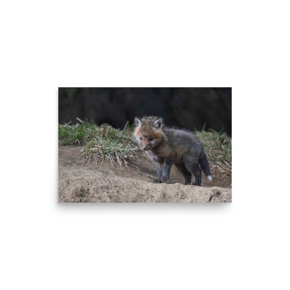 Curious Fox Cub! Photo paper poster - Image 8