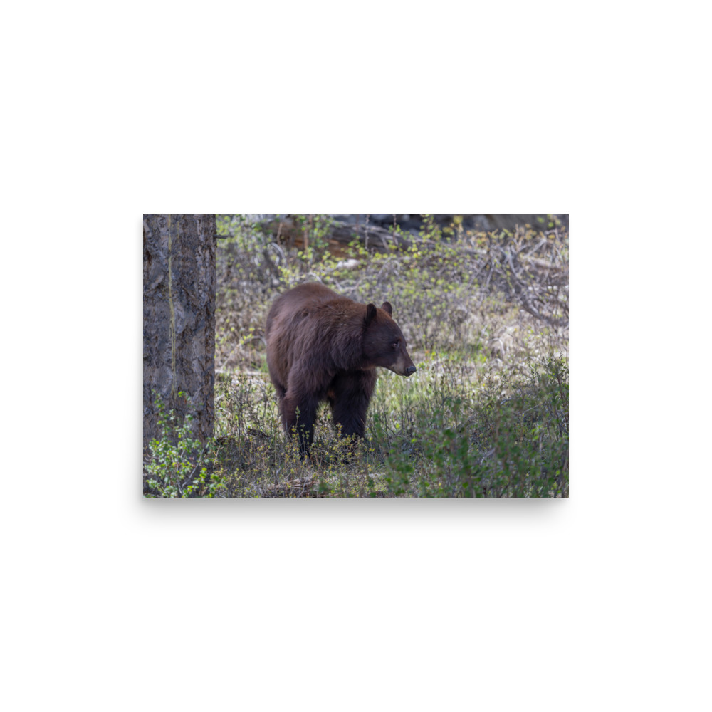 Cinnamon bear! Photo paper poster