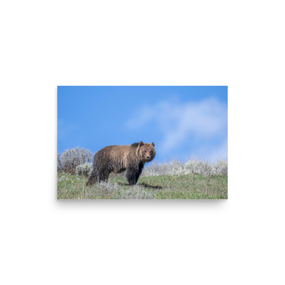 Gentle Brown Eyes in a Blue Sky! Photo paper poster