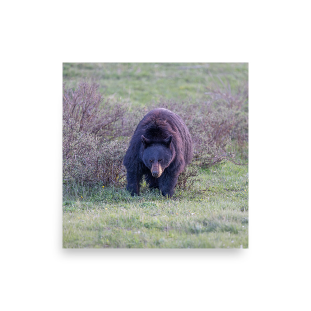 American black bear! Photo paper poster - Image 10