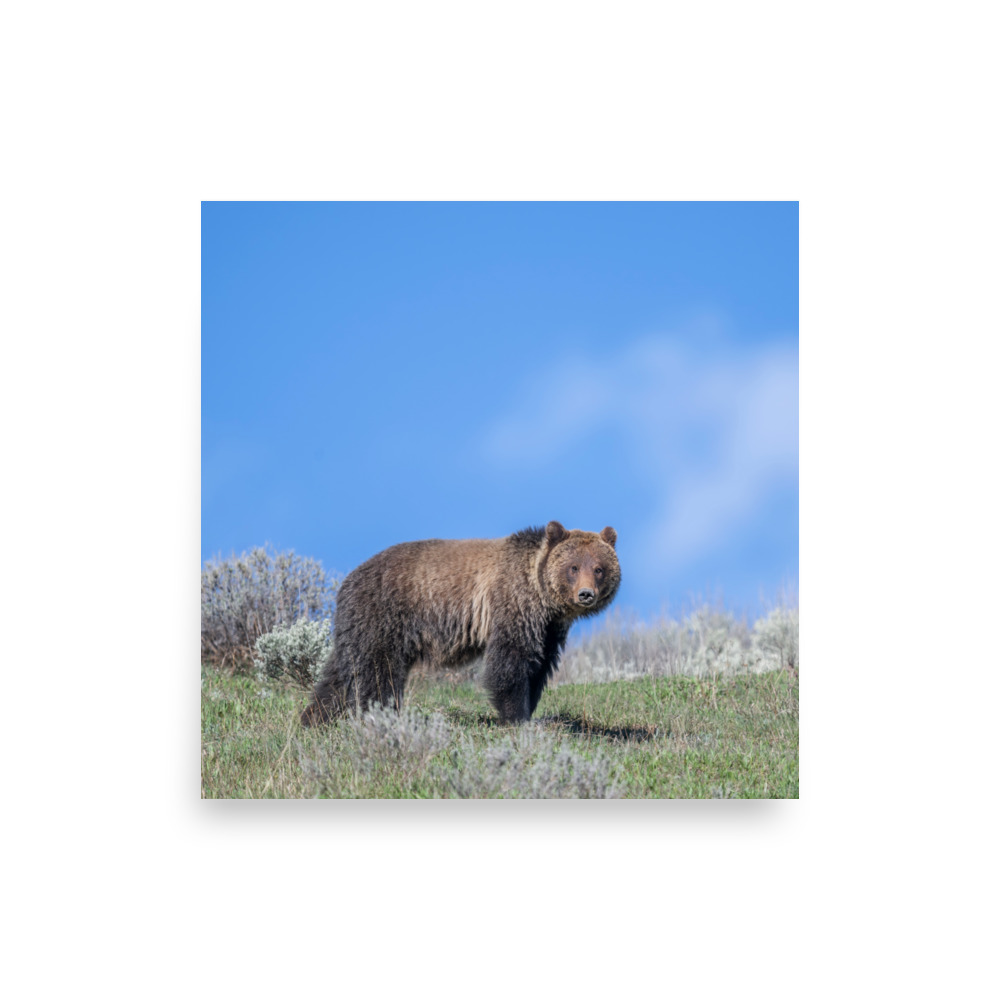 Gentle Brown Eyes in a Blue Sky! Photo paper poster - Image 10