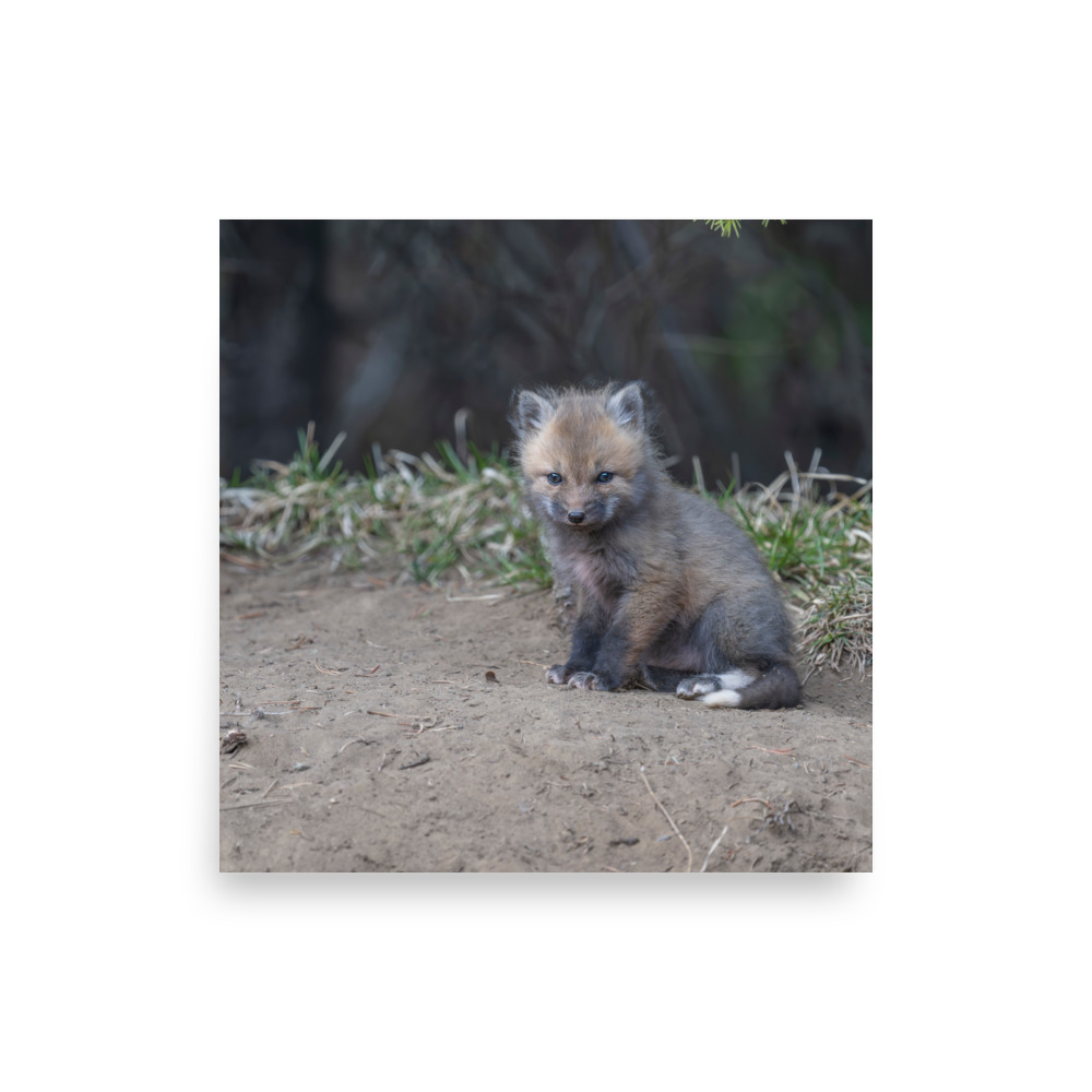 Baby Fox! Photo paper poster - Image 11