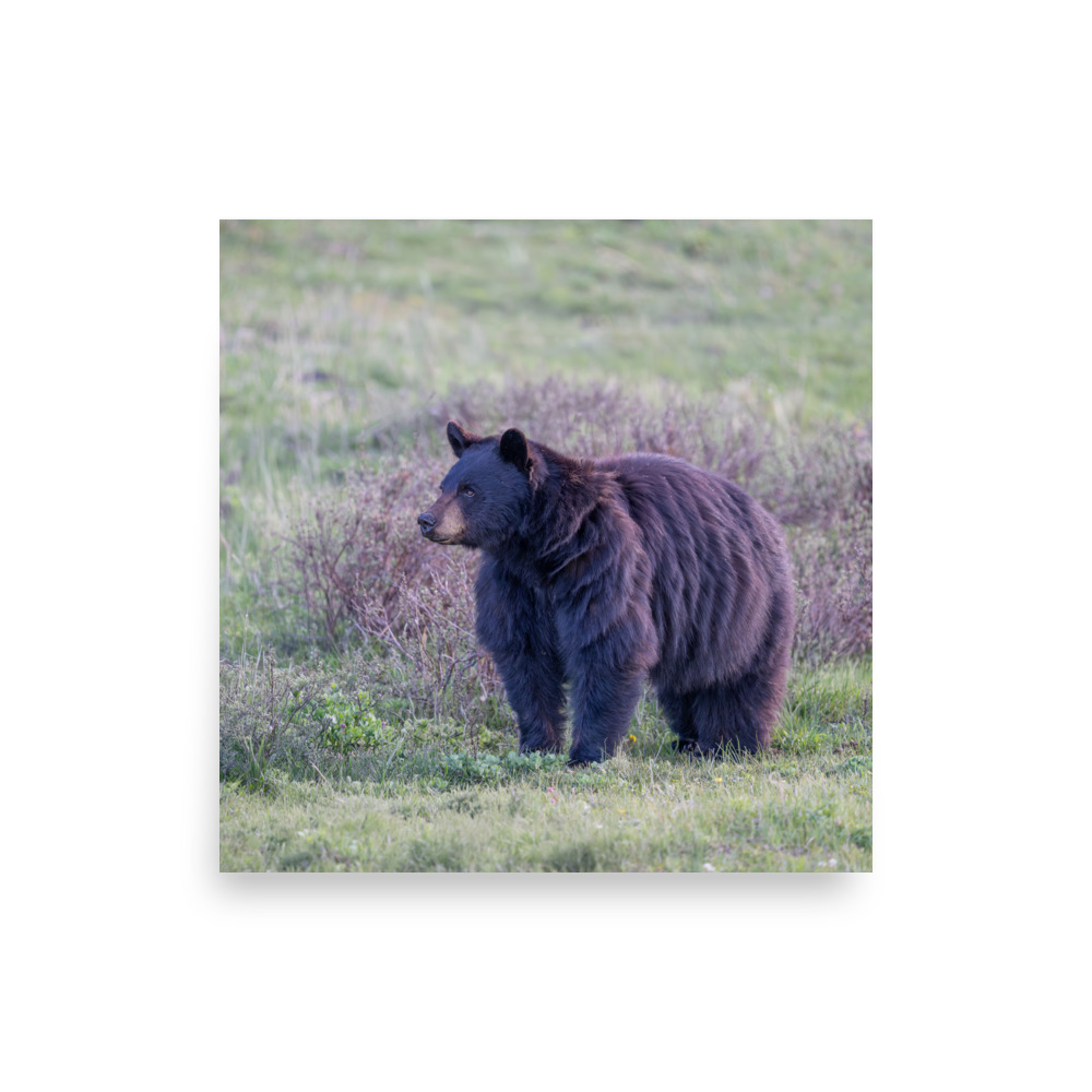 American black bear! Photo paper poster - Image 11