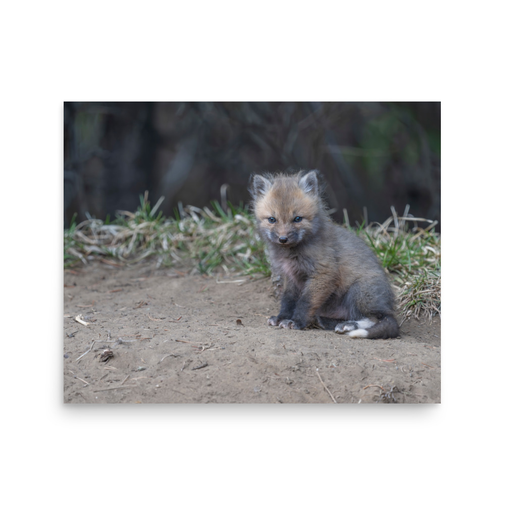 Baby Fox! Photo paper poster - Image 12