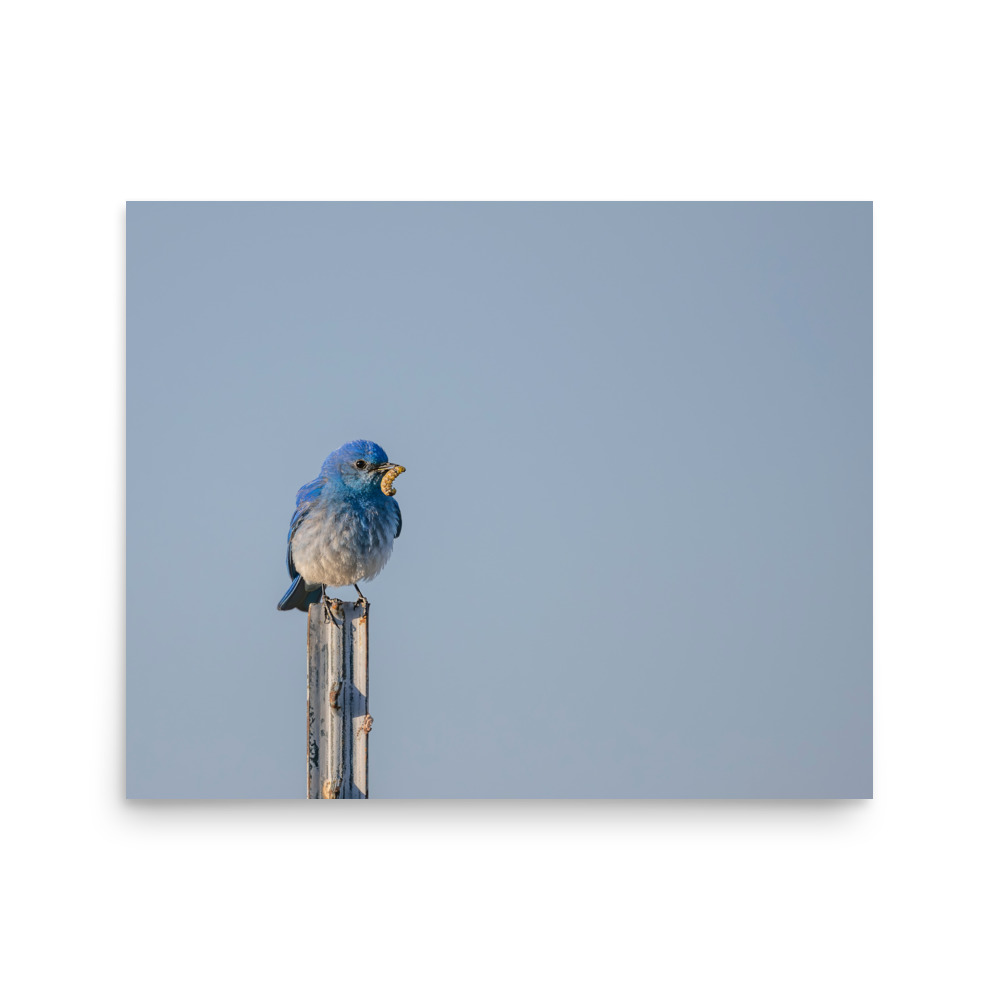 Mountain Blue Bird with food! Photo paper poster - Image 11