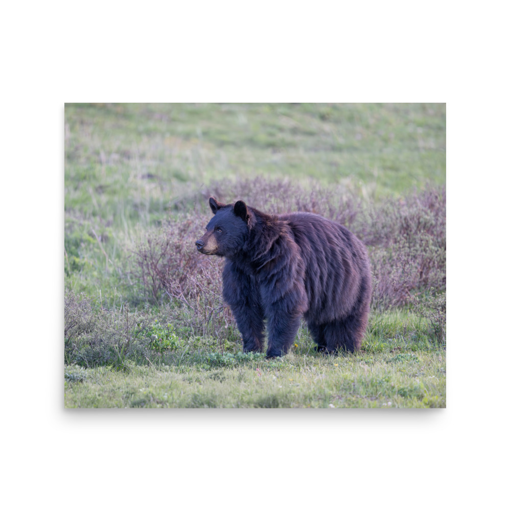 American black bear! Photo paper poster - Image 12