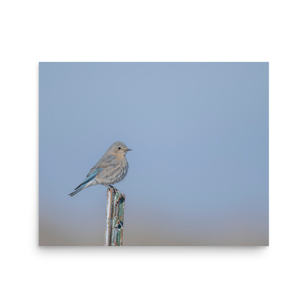Female Mountain Bluebird! Photo paper poster - Image 12