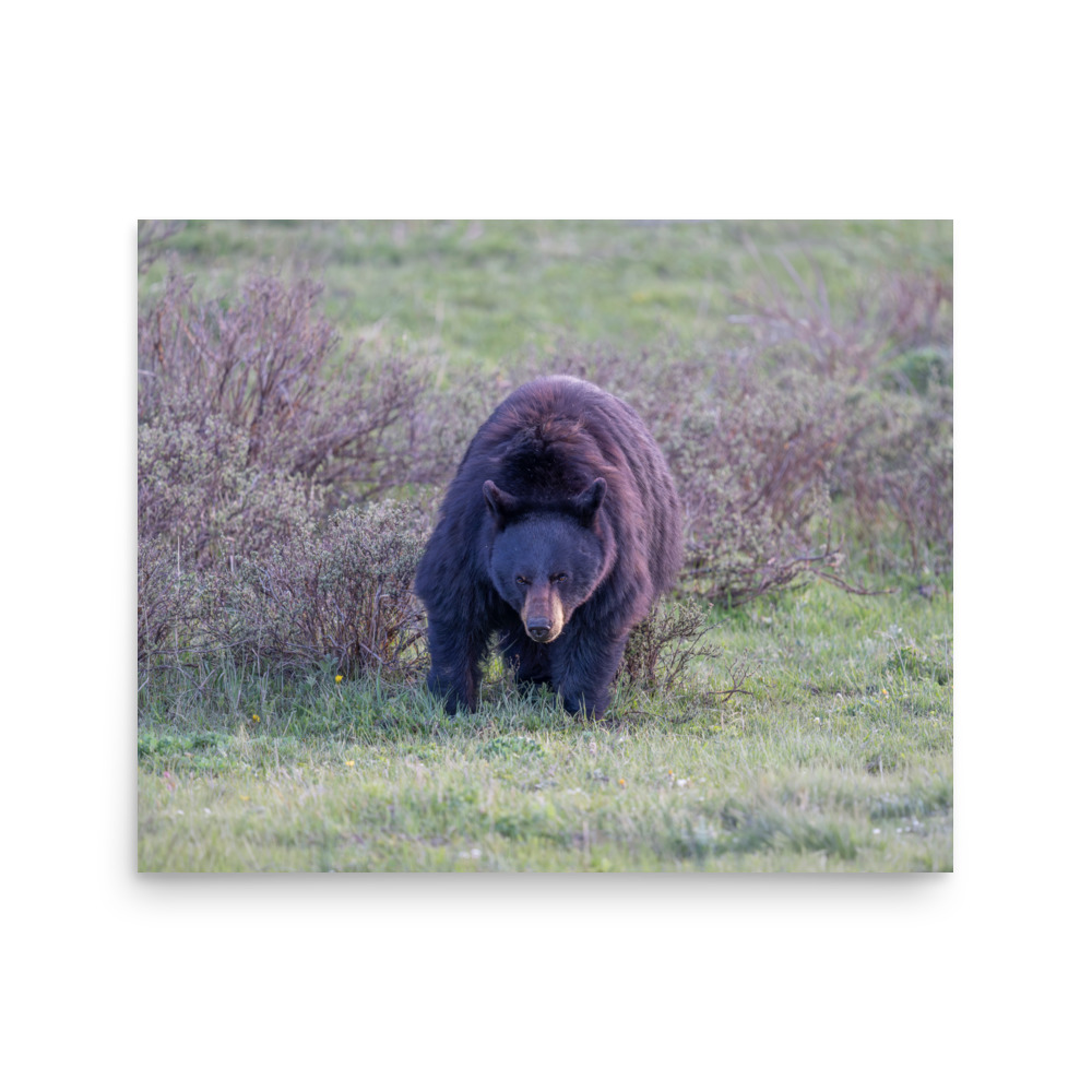 American black bear! Photo paper poster - Image 12
