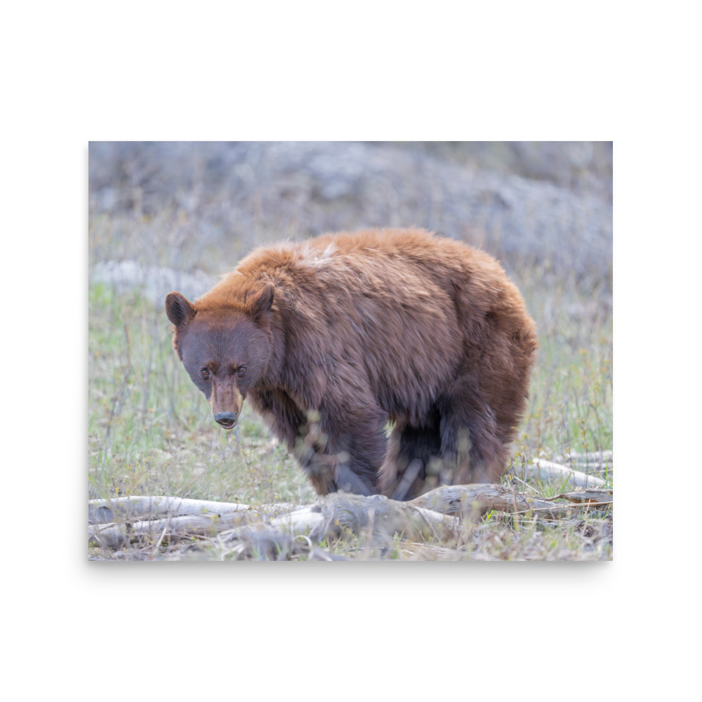 Cinnamon bear! Photo paper poster