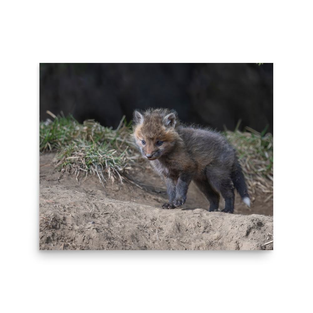 Curious Fox Cub! Photo paper poster - Image 11