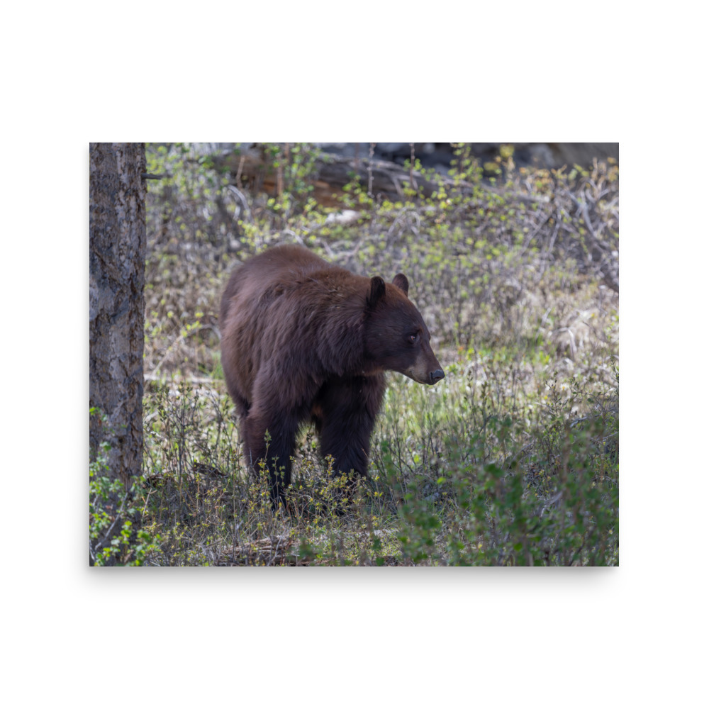 Cinnamon bear! Photo paper poster - Image 12