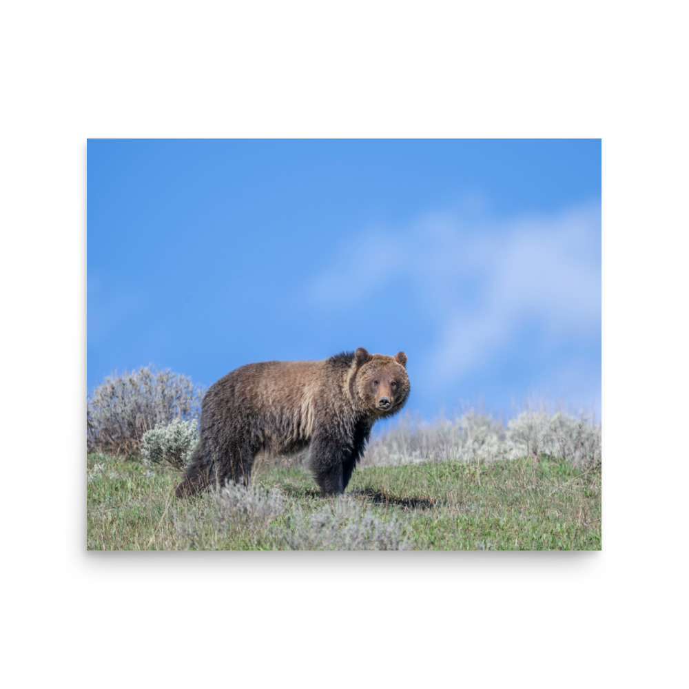 Gentle Brown Eyes in a Blue Sky! Photo paper poster - Image 12