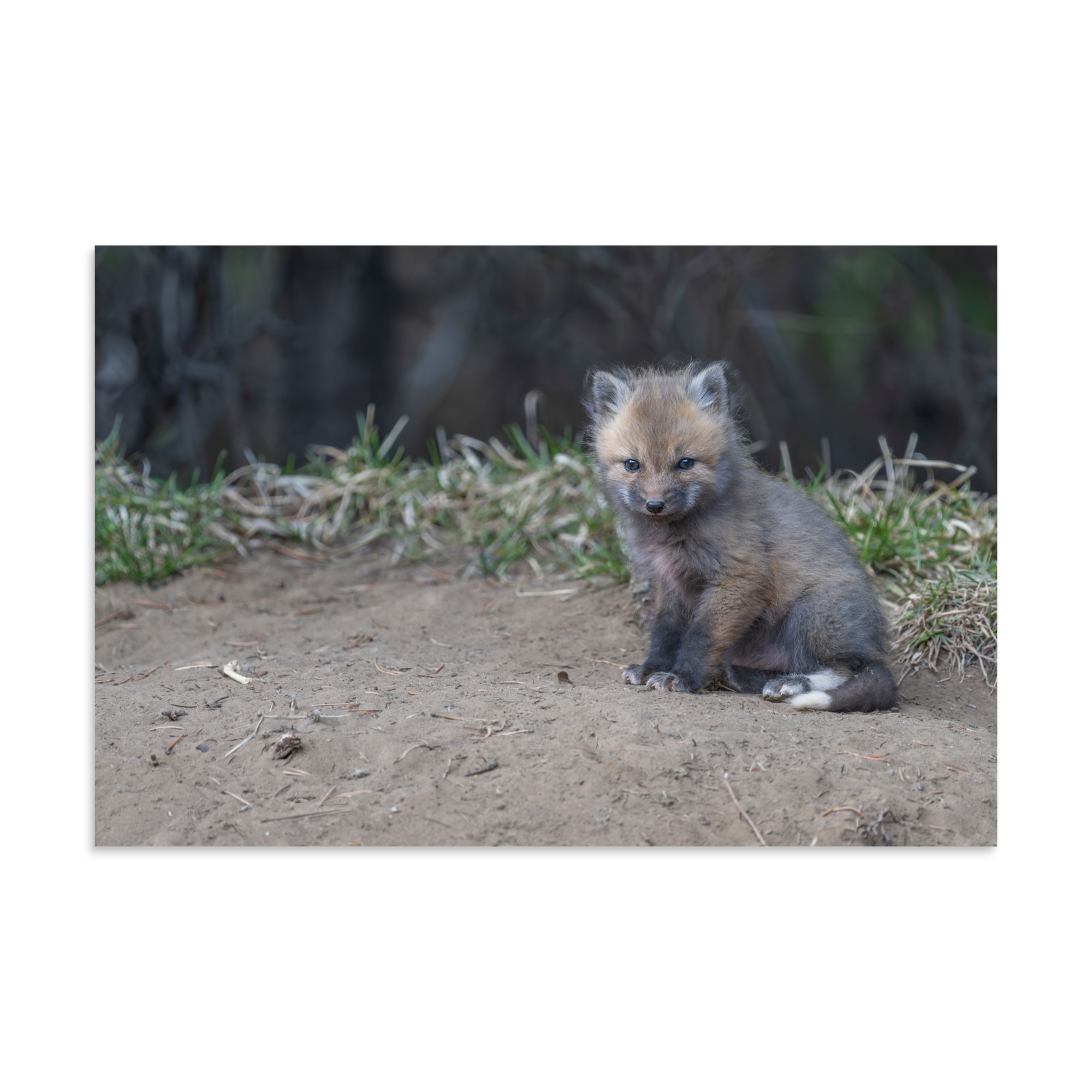 Baby Fox! Photo paper poster - Image 13