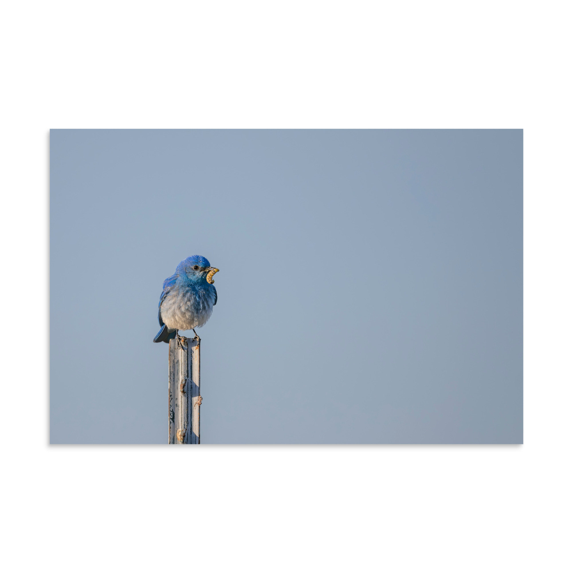Mountain Blue Bird with food! Photo paper poster - Image 12