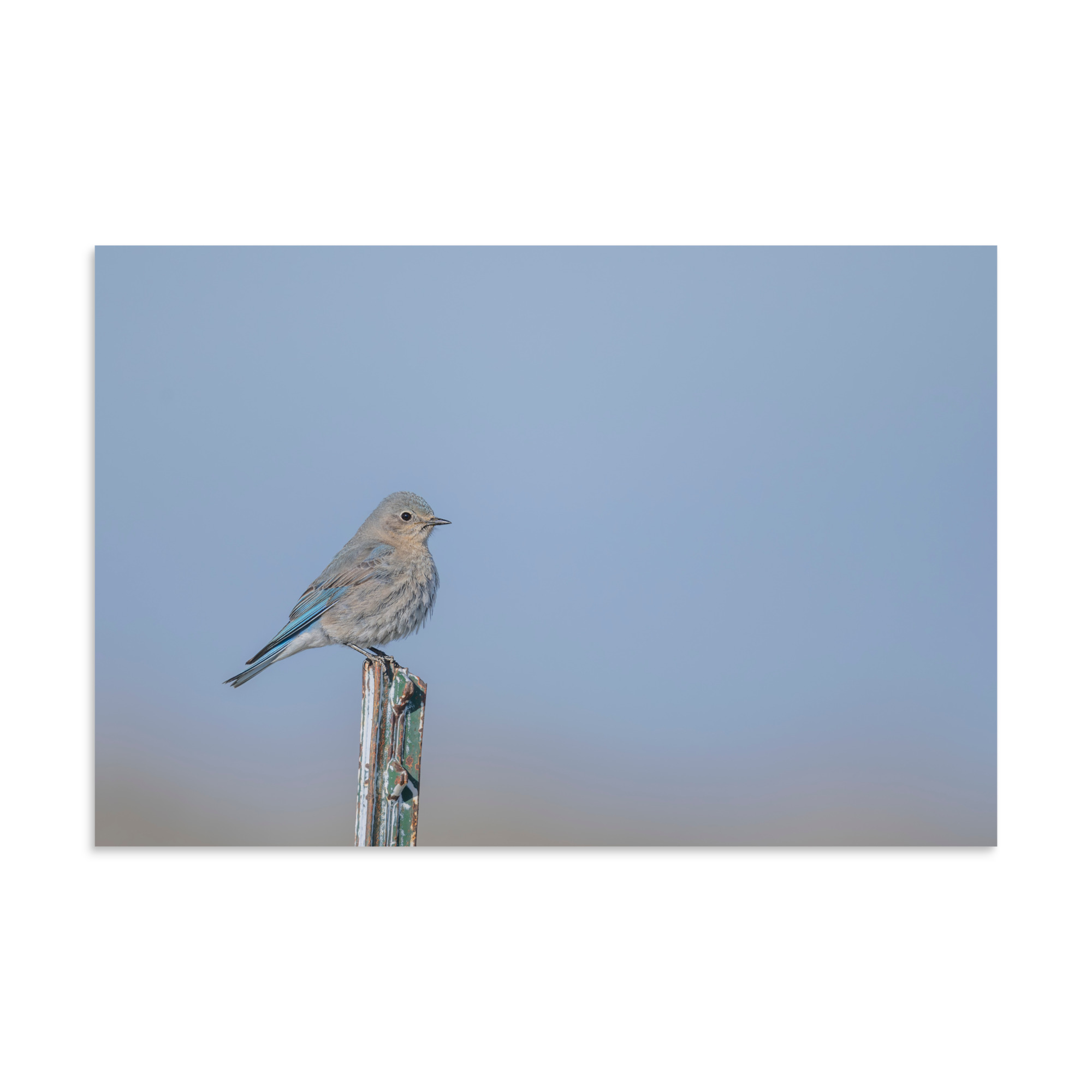 Female Mountain Bluebird! Photo paper poster - Image 13