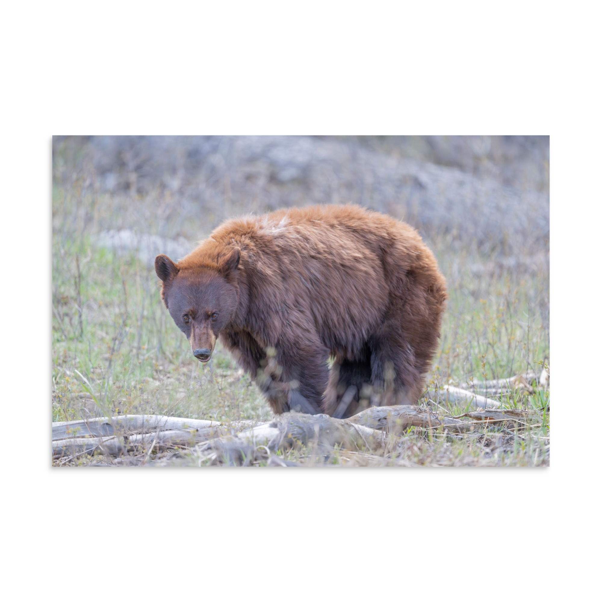 Cinnamon bear! Photo paper poster - Image 11