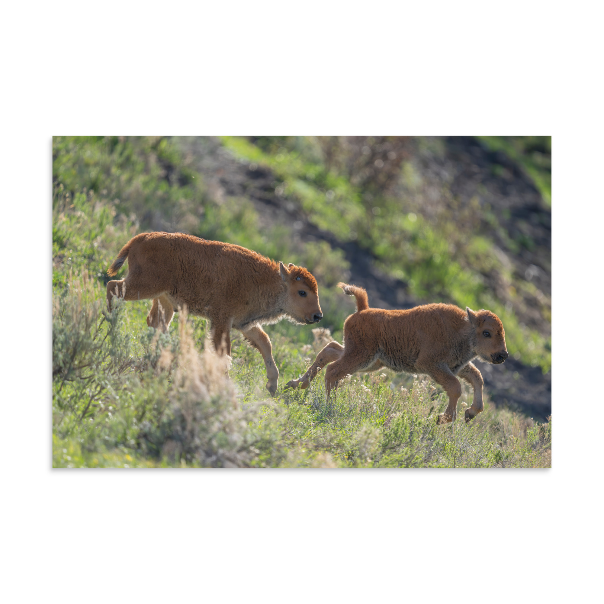 Red Dogs! Photo paper poster - Image 5