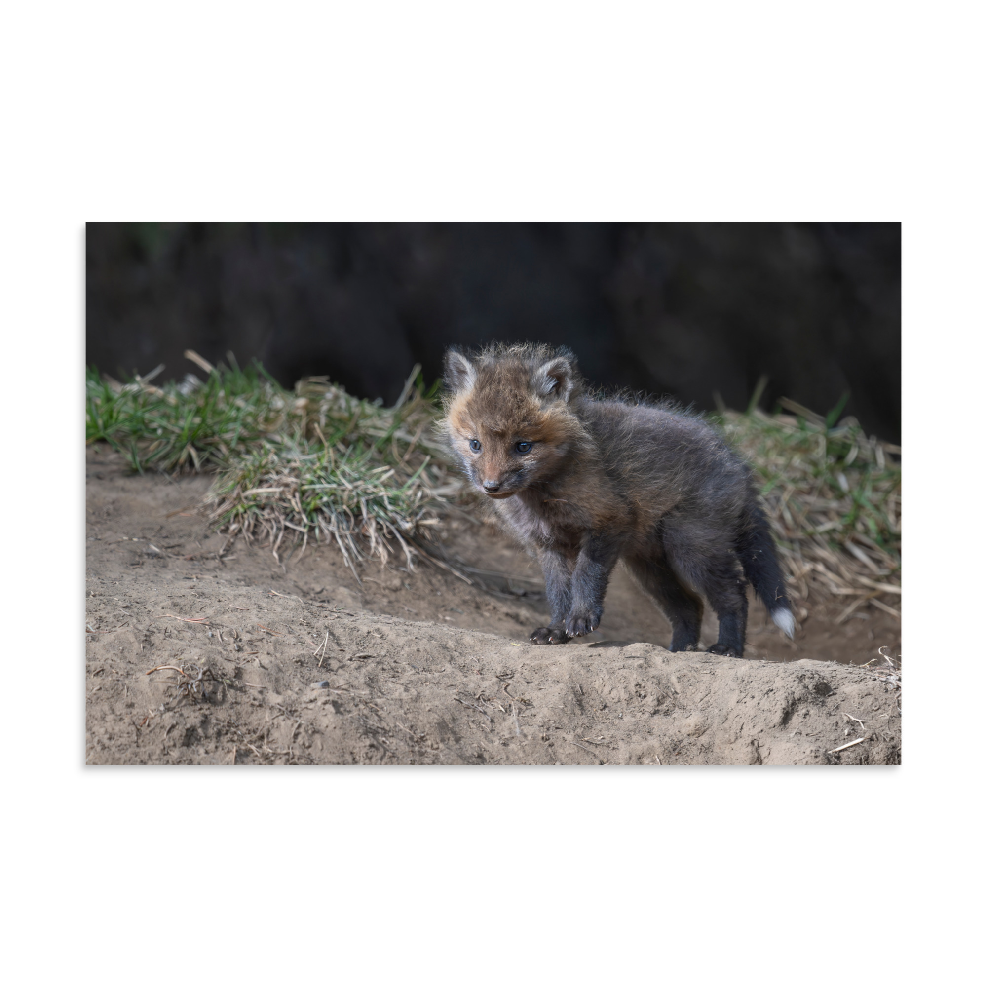 Curious Fox Cub! Photo paper poster - Image 12