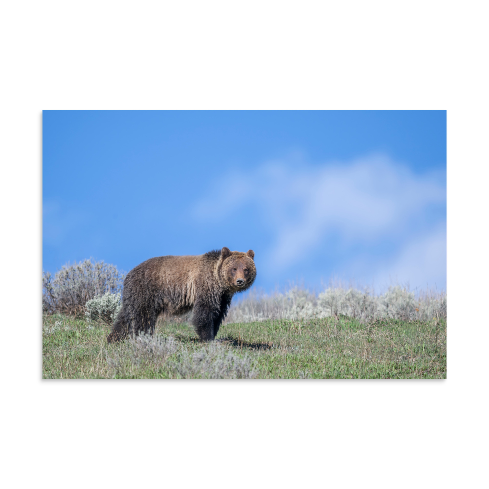 Gentle Brown Eyes in a Blue Sky! Photo paper poster - Image 13
