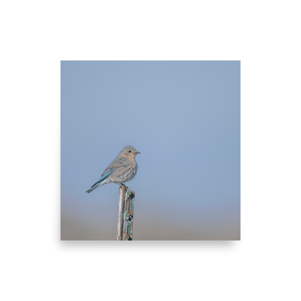 Female Mountain Bluebird! Photo paper poster - Image 14