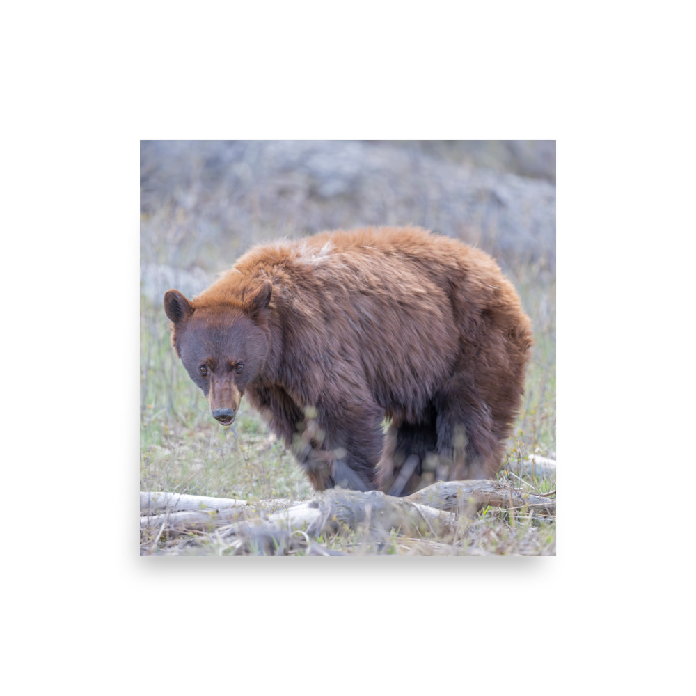 Cinnamon bear! Photo paper poster - Image 12