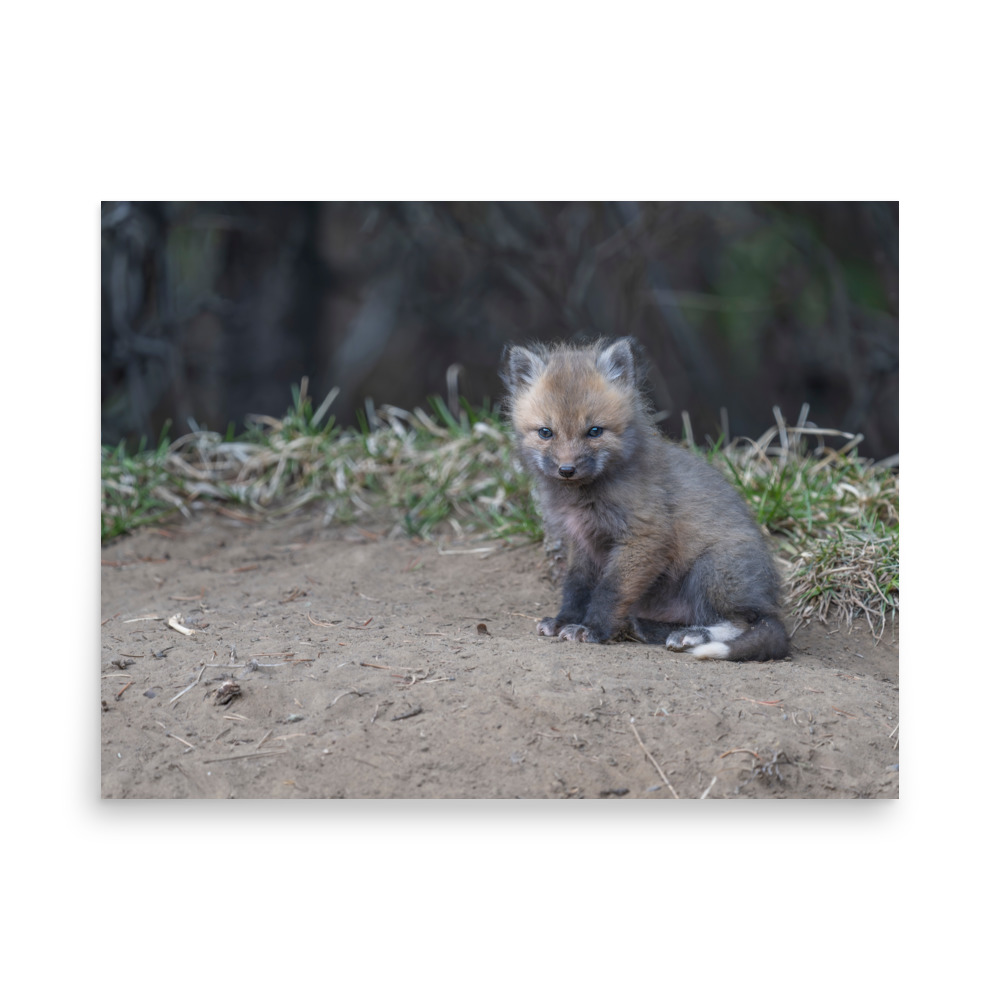 Baby Fox! Photo paper poster - Image 15