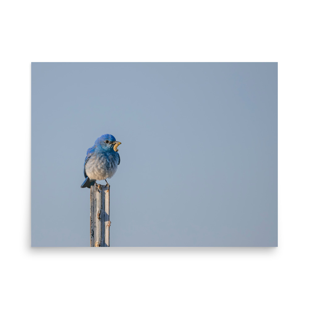 Mountain Blue Bird with food! Photo paper poster - Image 14